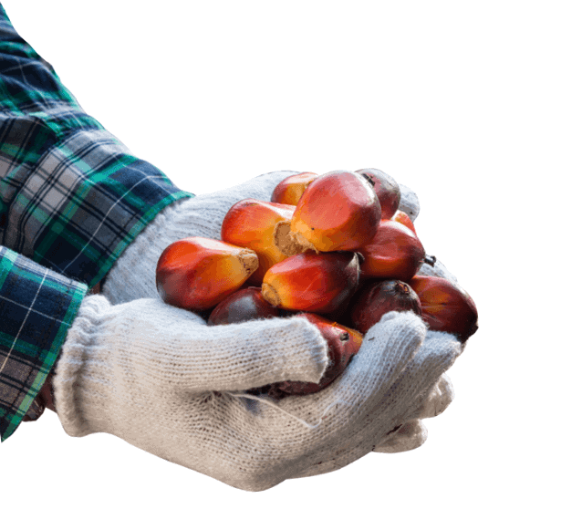 A Hand Holding Fresh Palm fruits